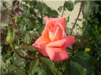 bb5364f6-Picture 6505.jpg